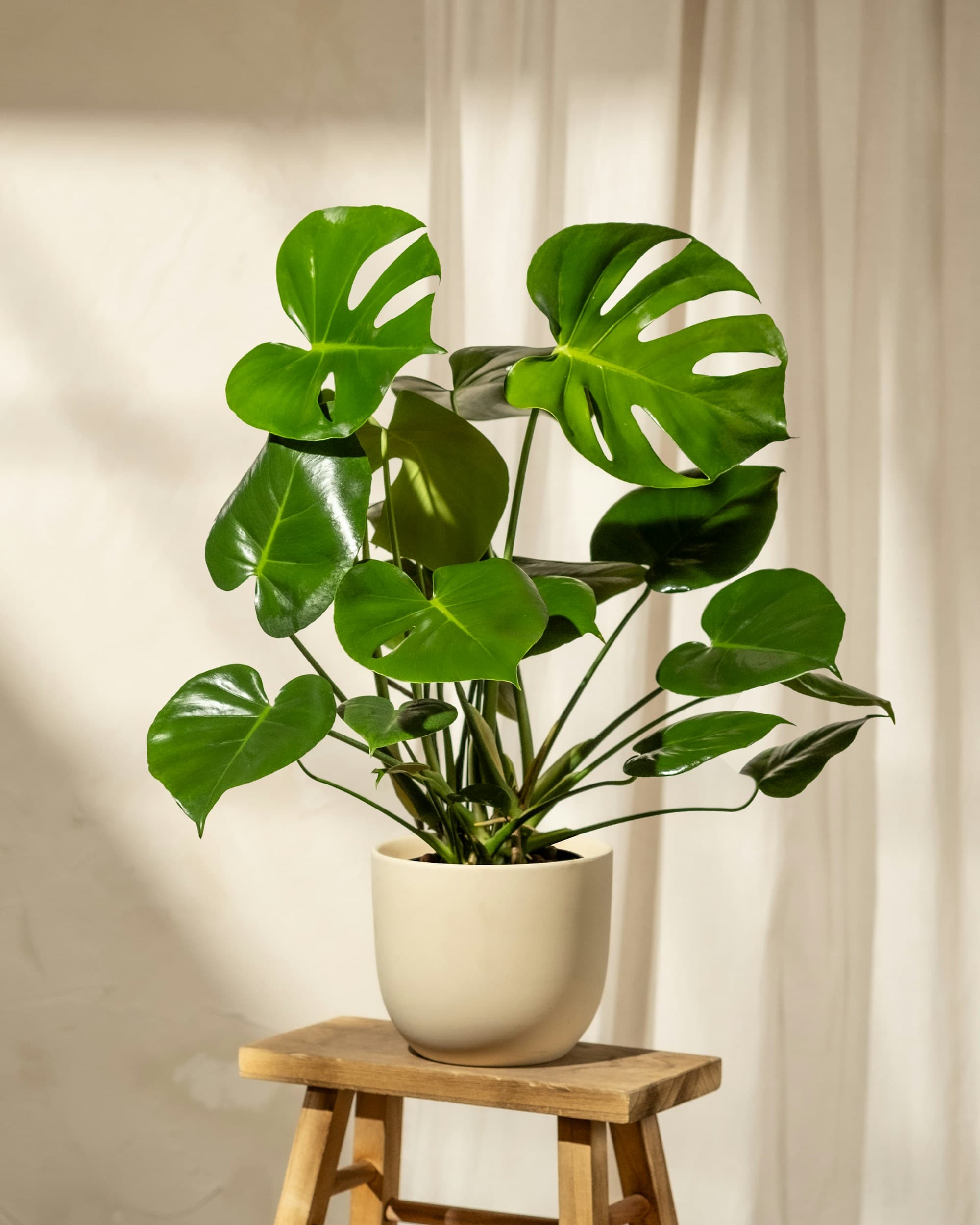 A monstera in a cream ceramic pot sitting on a wooden stool, warm afternoon light