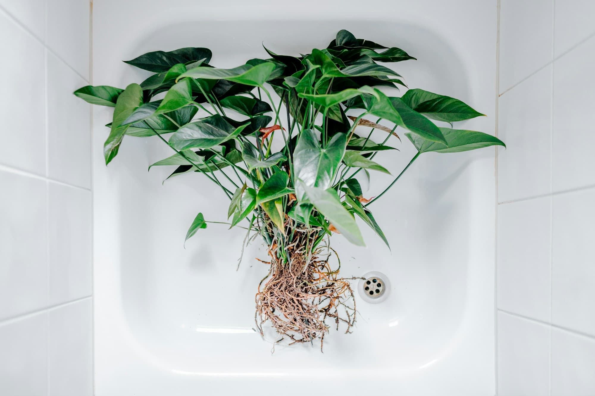 A houseplant in a white bathroom sink, lifted from its pot for a soak