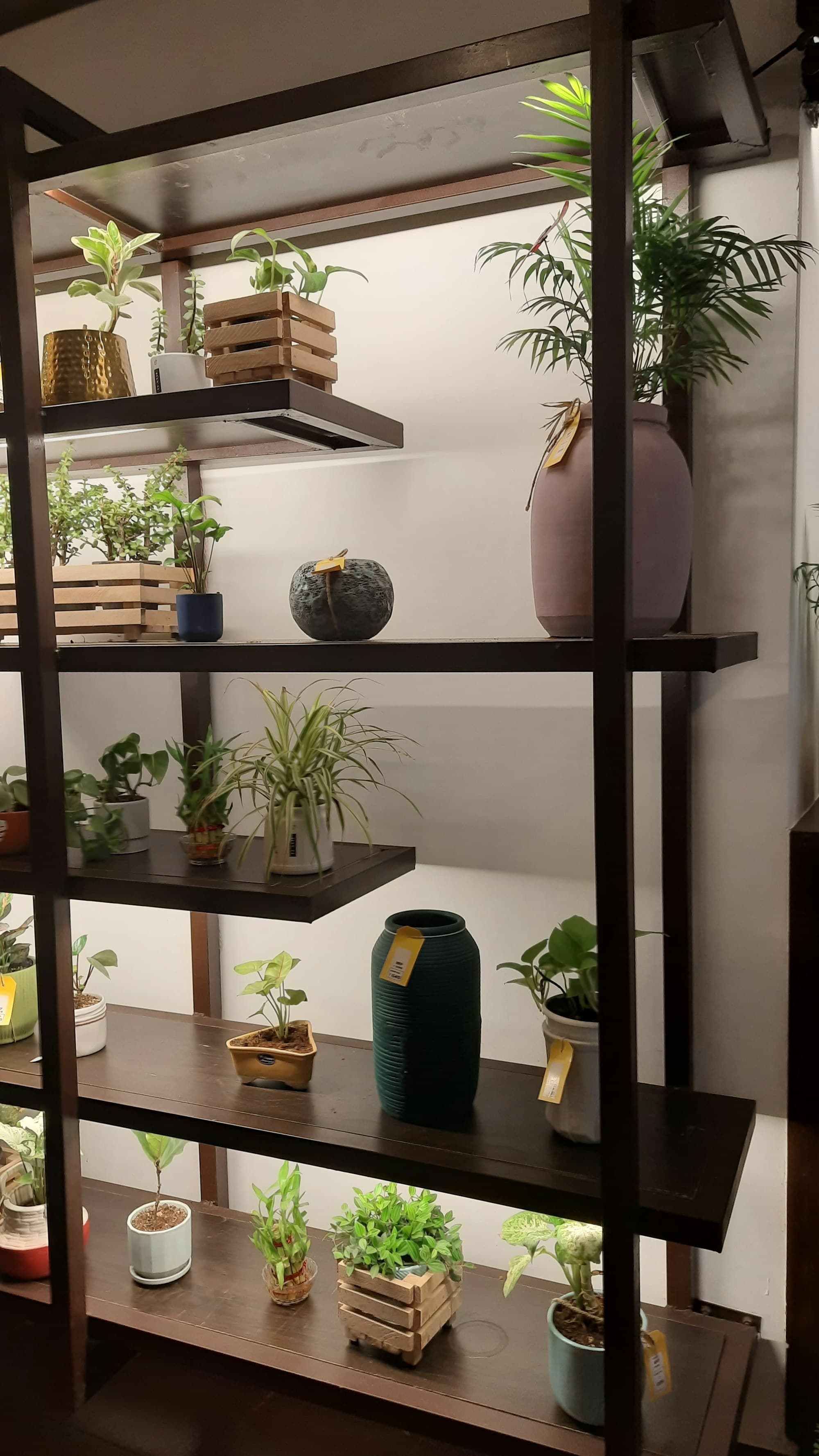 A wooden shelving unit holding a mix of houseplants in nursery pots, terracotta, ceramic, and woven covers