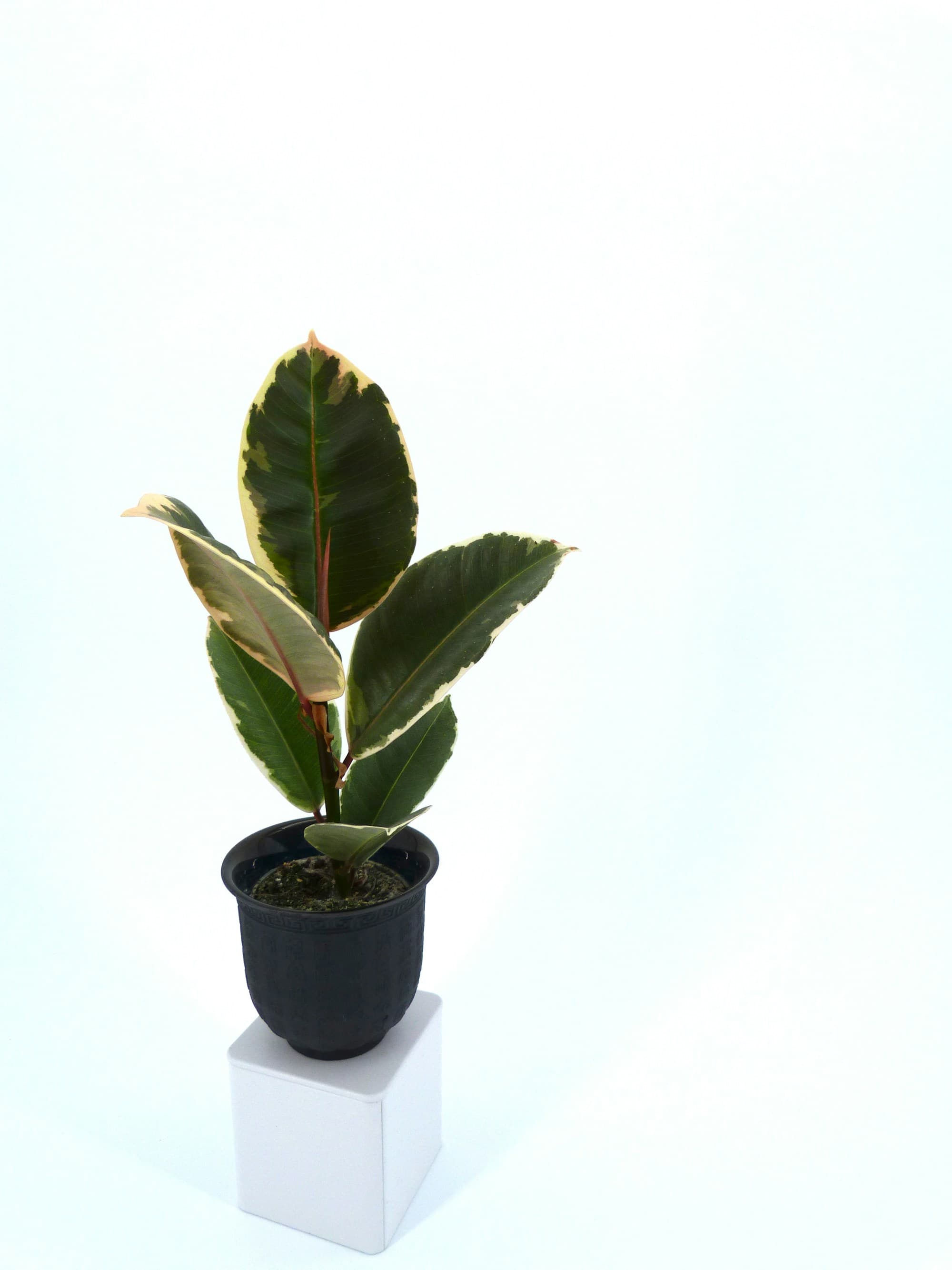A variegated rubber plant in a plain black plastic nursery pot, photographed against a soft white background