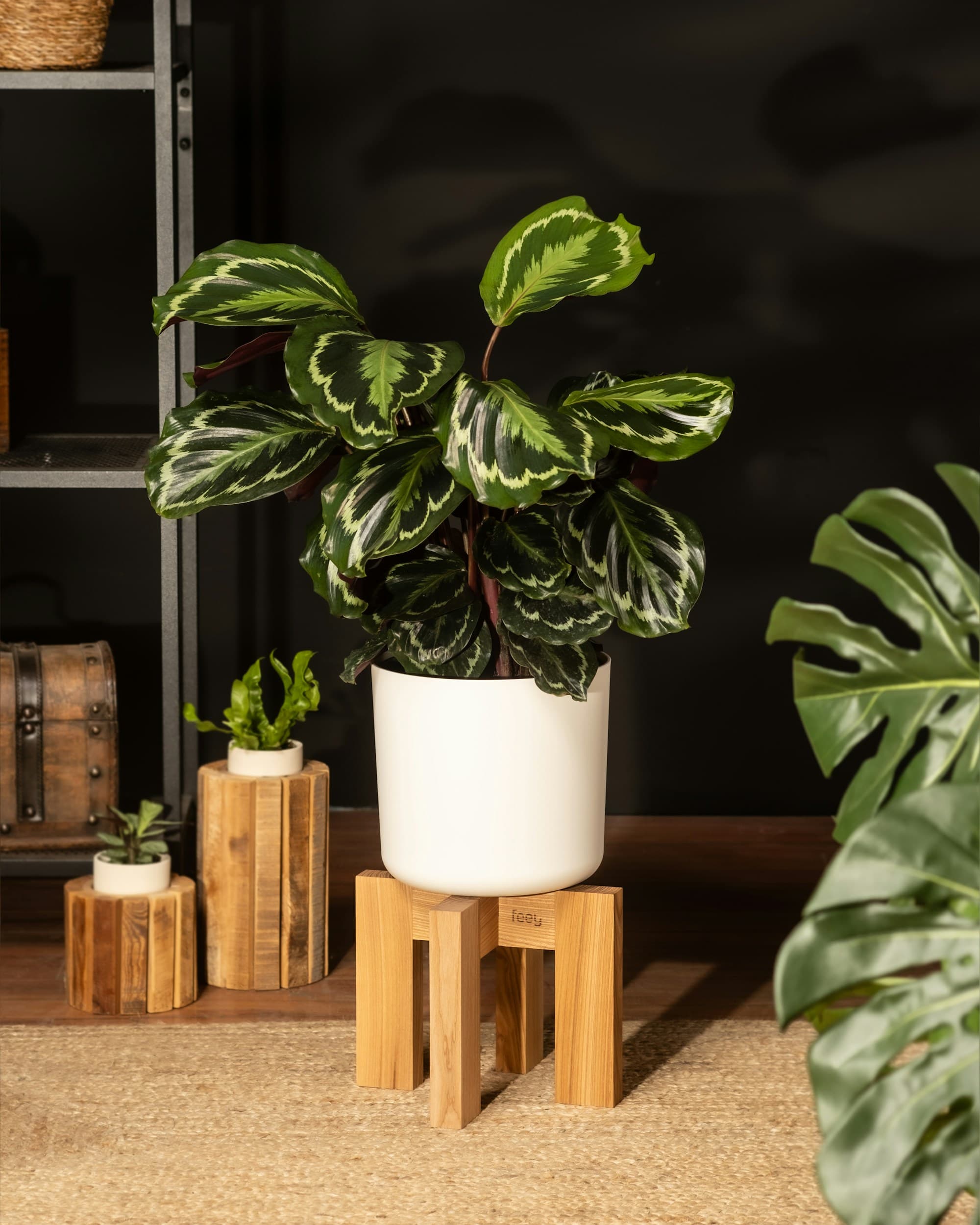 A calathea in a white ceramic pot on a wooden plant stand, dark room with warm directional light