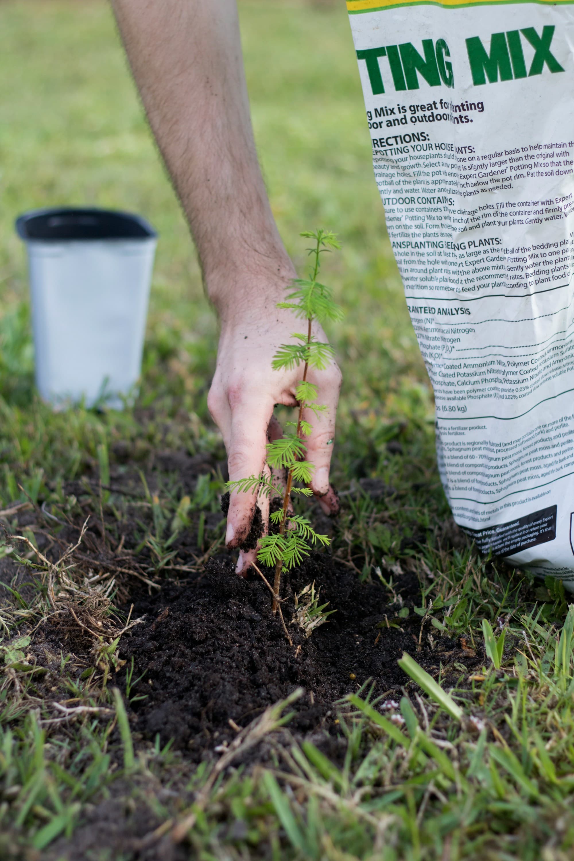 A hand planting a small evergreen seedling into outdoor ground, a generic potting mix bag in the foreground