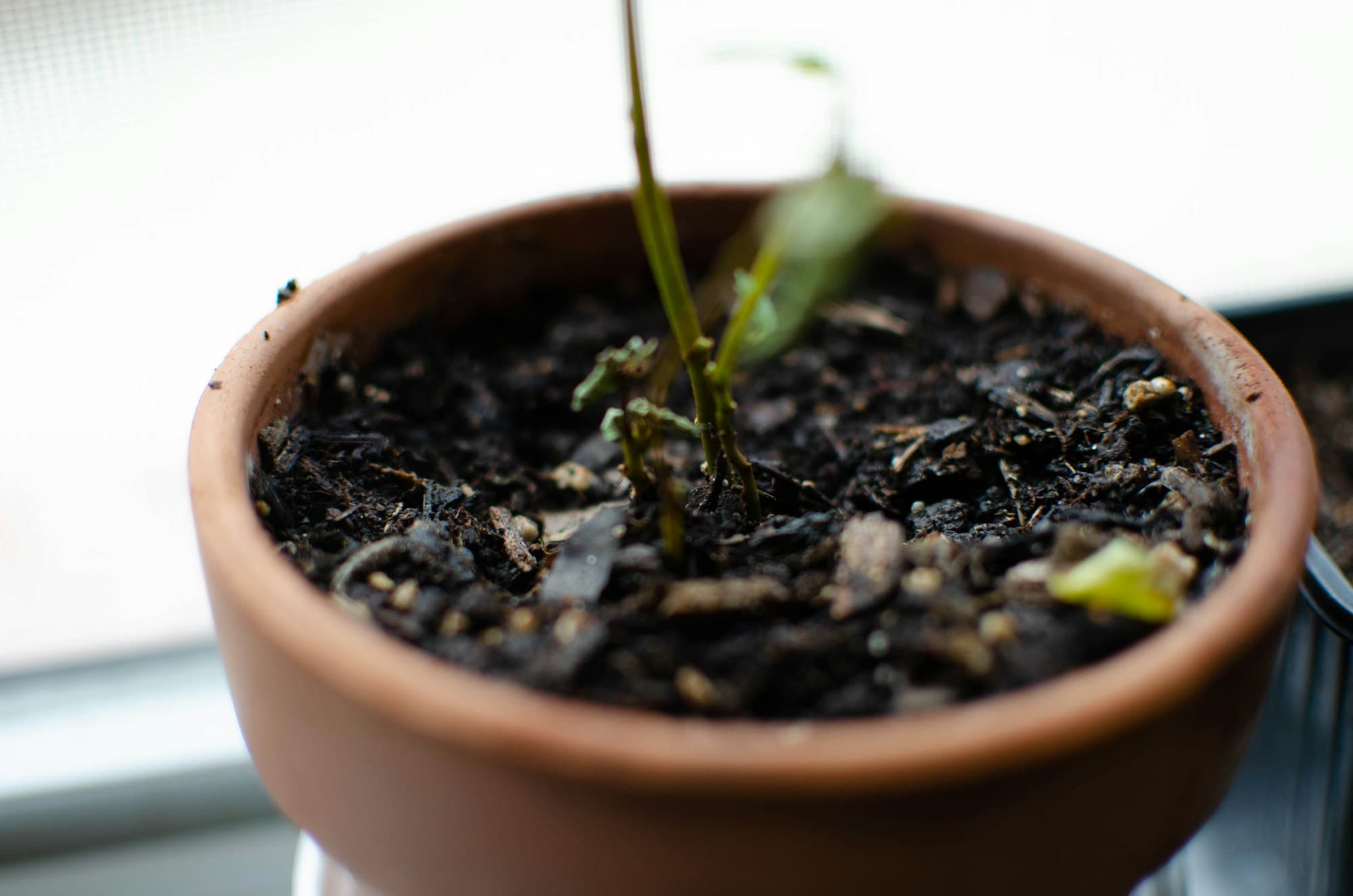 A terracotta pot in window light, the soil surface dense and dark, a struggling plant inside