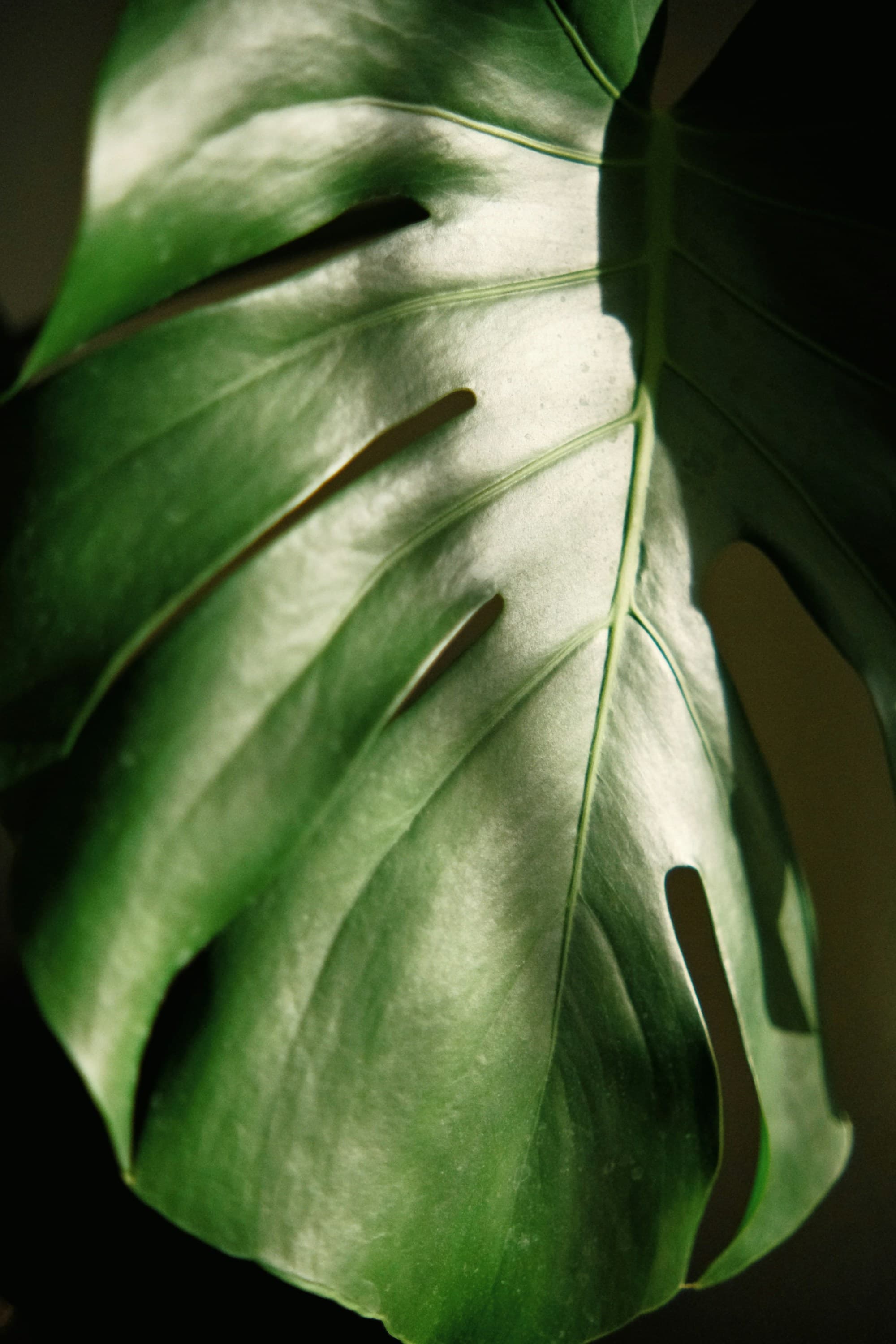 A close-up of a healthy monstera leaf in dramatic warm light, showing fenestrations and glossy texture