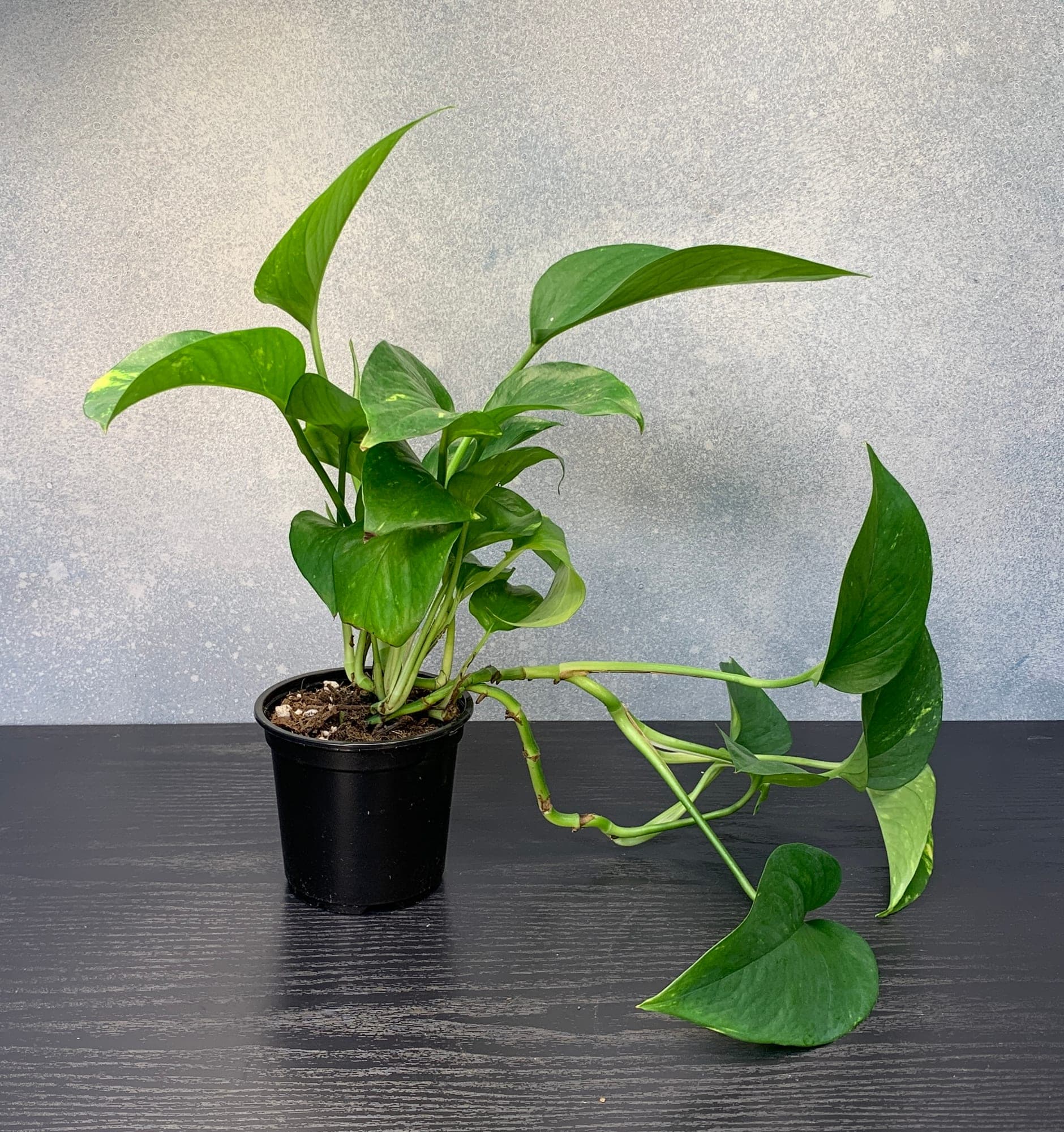 A root-bound pothos in its 4-inch nursery pot, vines spilling over the edge