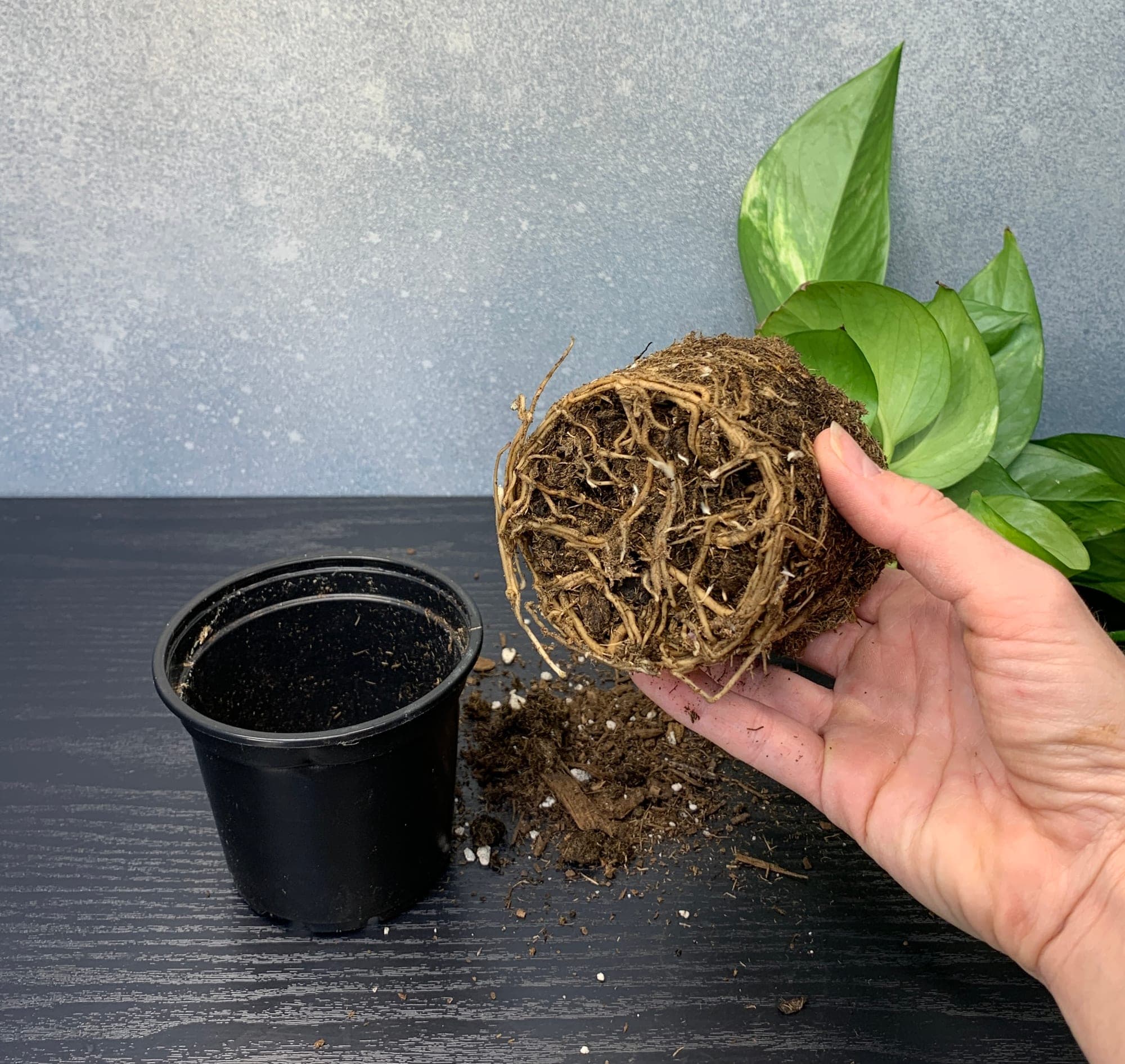 The pothos rootball pulled from its nursery pot, showing tightly circled roots
