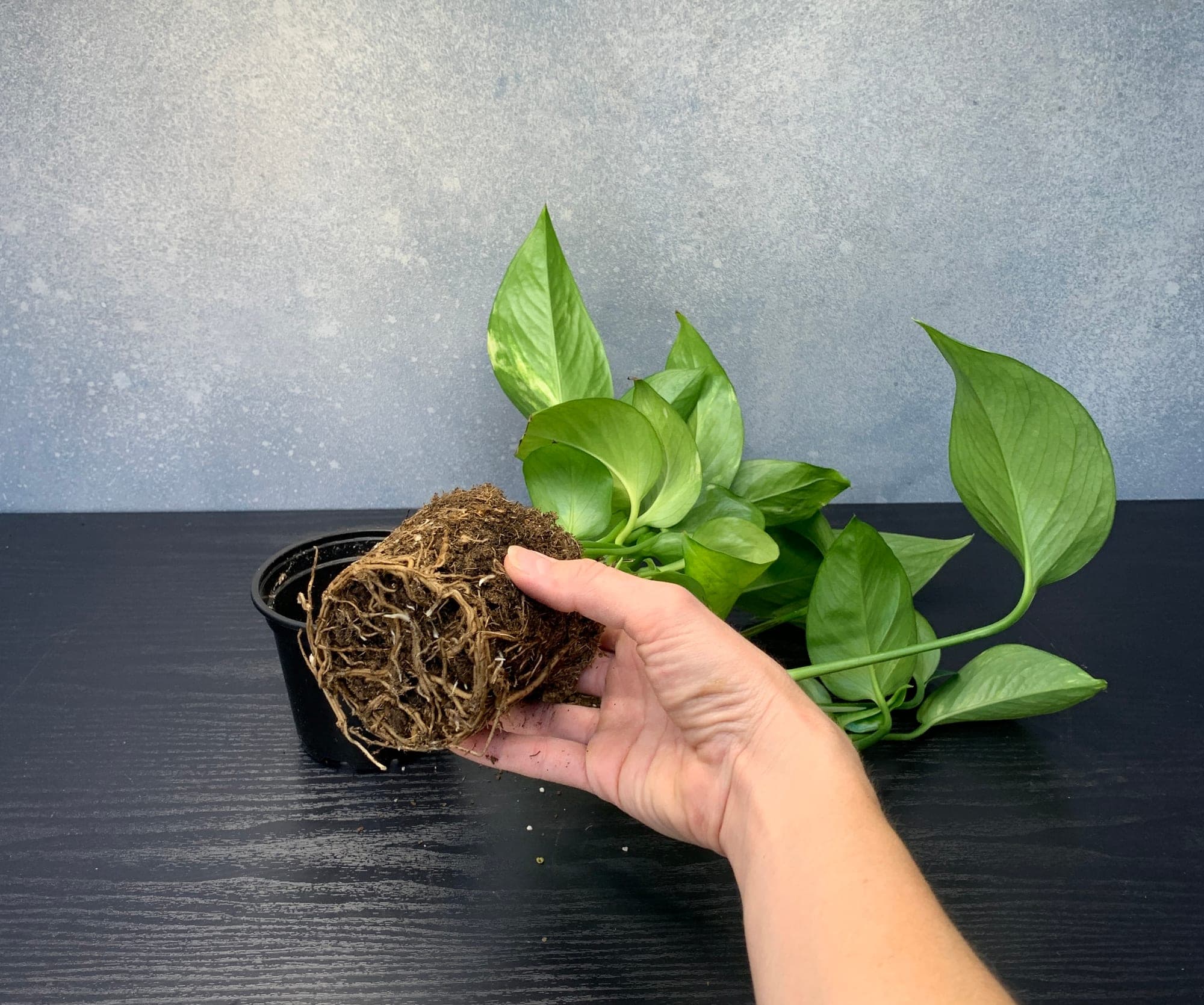 A hand cradling the pothos rootball, vines trailing onto the table