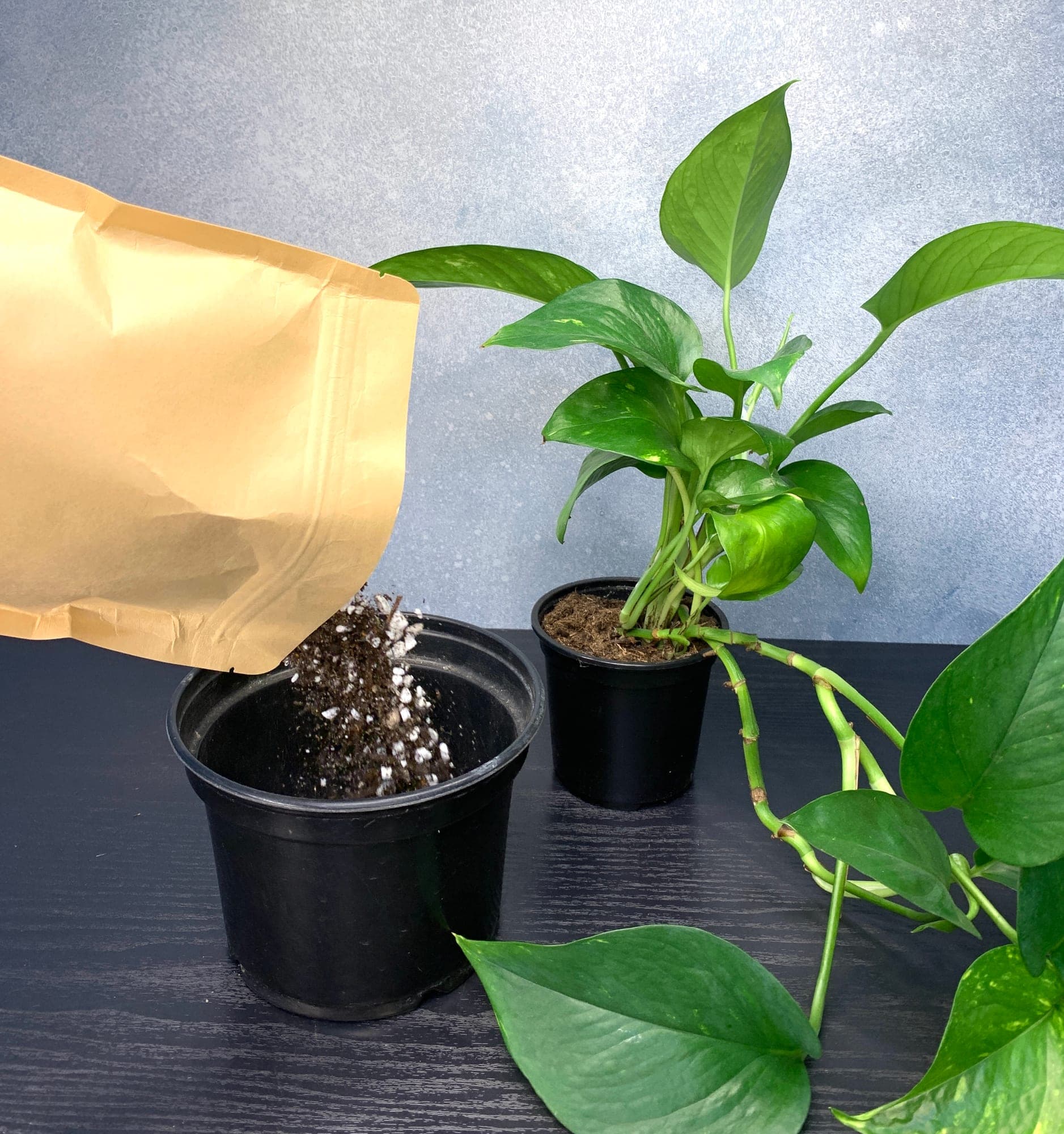 Pouring Aroid Mix from the bag into a 6-inch nursery pot