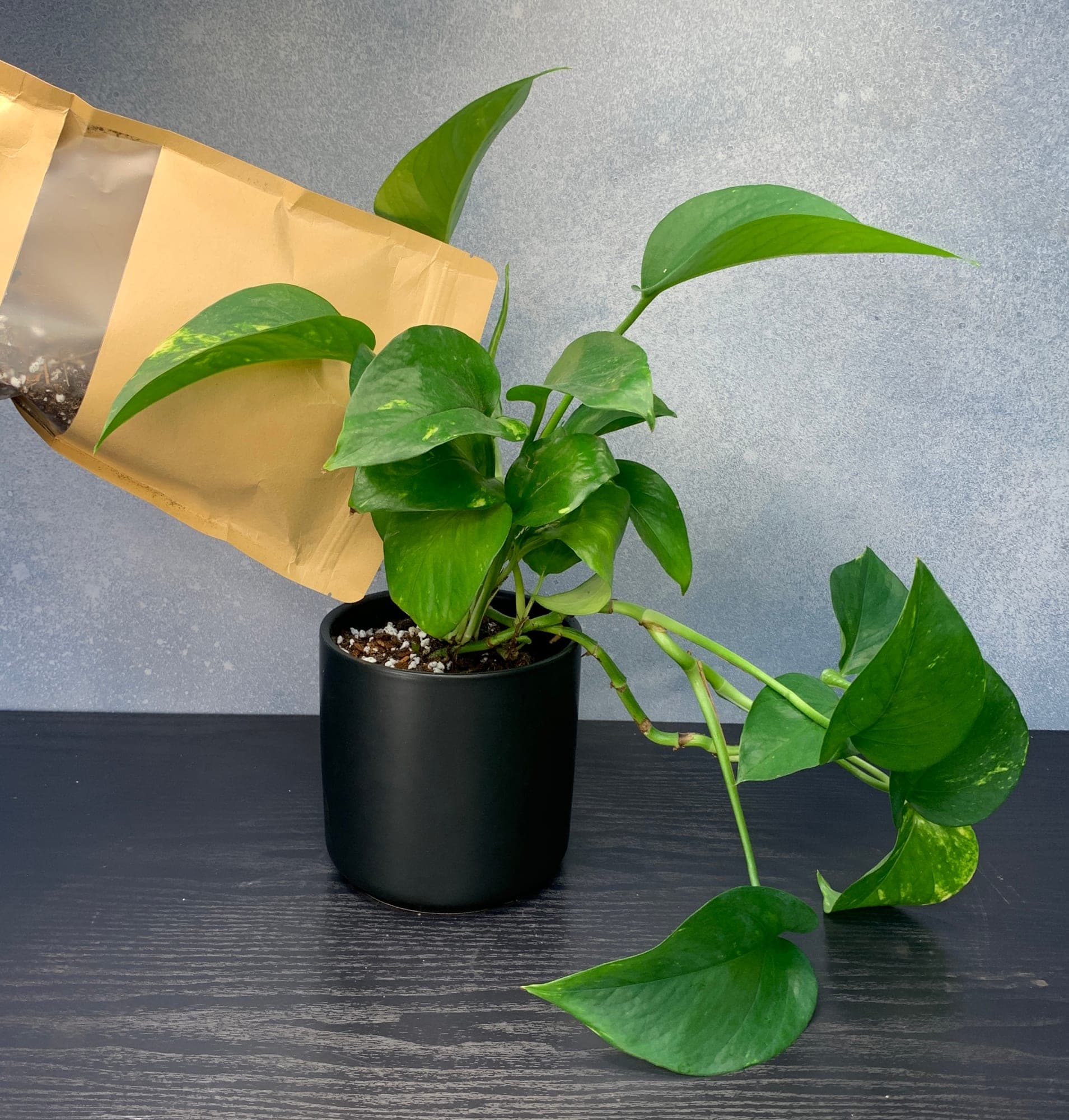Topping up the new ceramic pot with Aroid Mix around the placed pothos