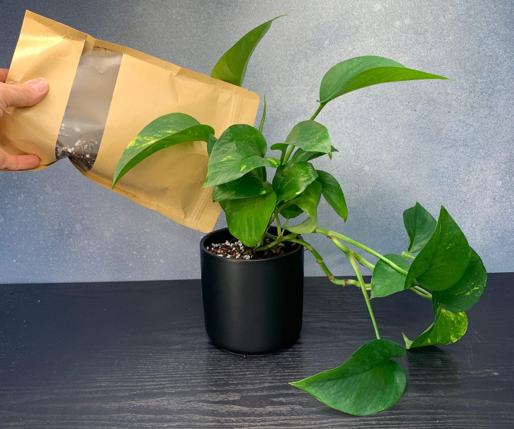 The pothos finished in its new ceramic pot, ready to be watered in
