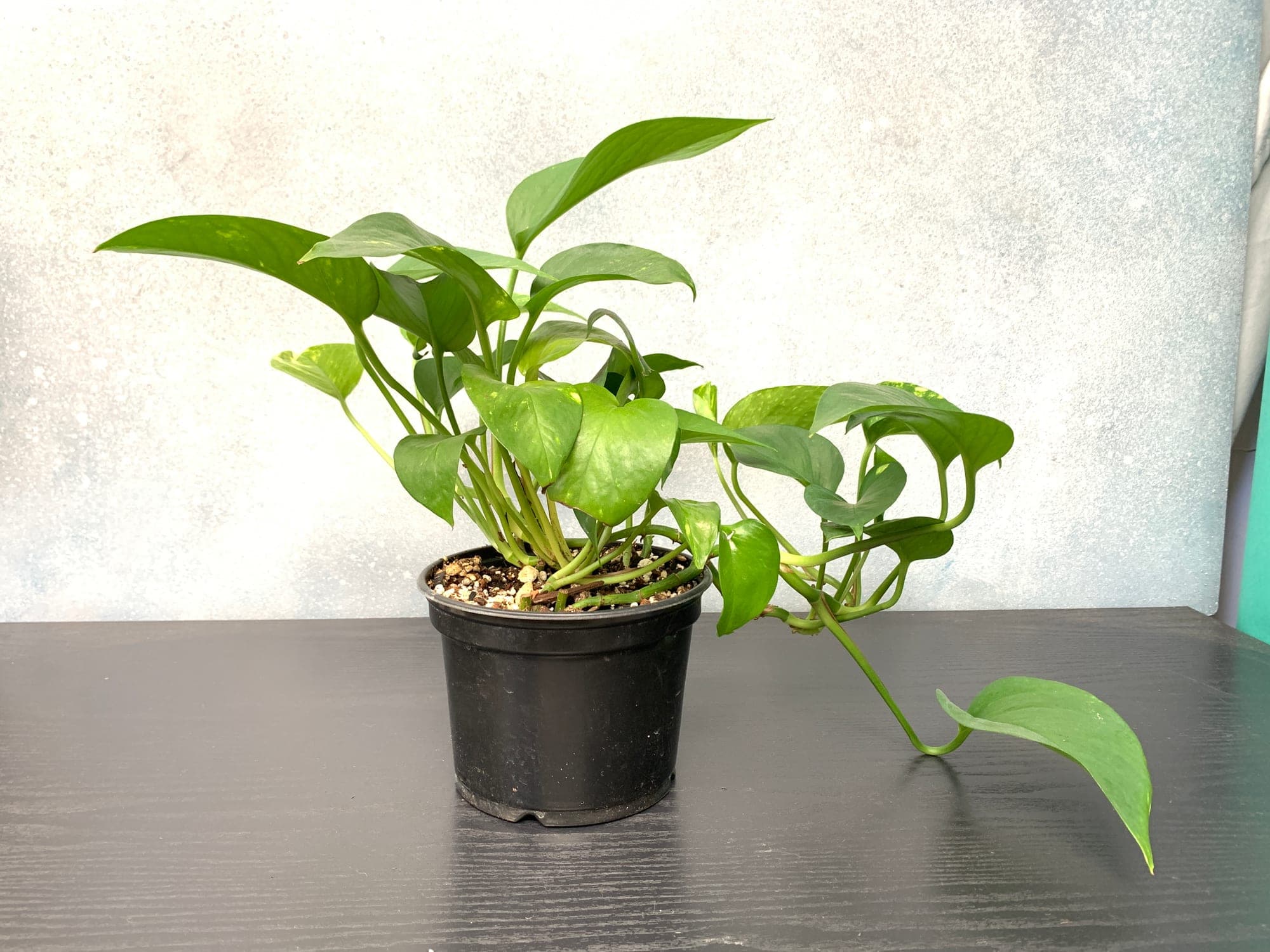 The pothos a few weeks later, settled into its new pot with fresh growth